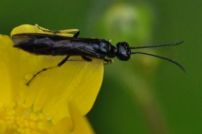<i>Cephus spinipes</i>