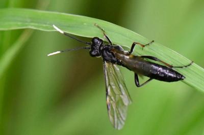 Mouche-à-scie à antennes blanches au bout