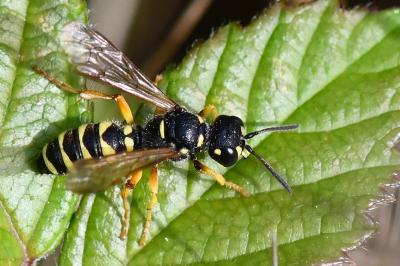 <i>Cerceris ruficornis</i>