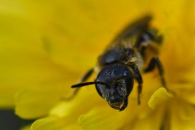 <i>Halictus</i>