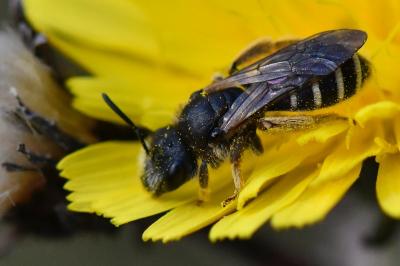 <i>Halictus</i>
