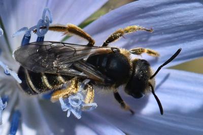 <i>Halictus</i>