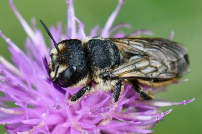 <i>Lithurgus cornutus</i>