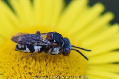 <i>Epeolus variegatus</i>