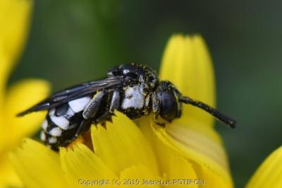 <i>Epeolus fallax</i>
