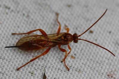 <i>Theronia atalantae</i>