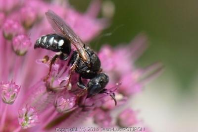 <i>Oxybelus uniglumis</i>