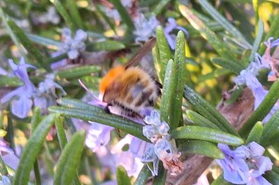 Bourdon des champs