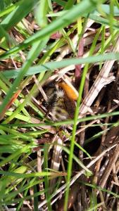 <i>Bombus pascuorum/humilis/muscorum</i>