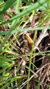 <i>Bombus pascuorum/humilis/muscorum</i>
