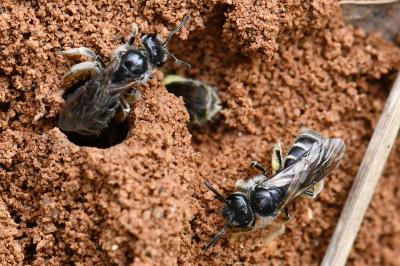 Lasioglossum marginatum
