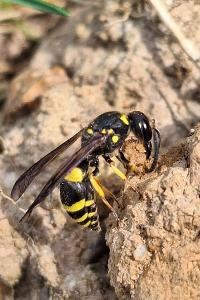 <i>Ancistrocerus</i>