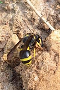 <i>Ancistrocerus</i>