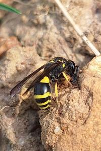 <i>Ancistrocerus</i>