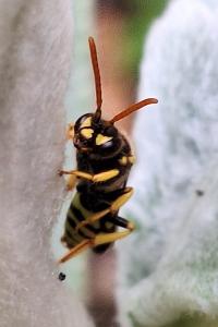 Nomade sanglée