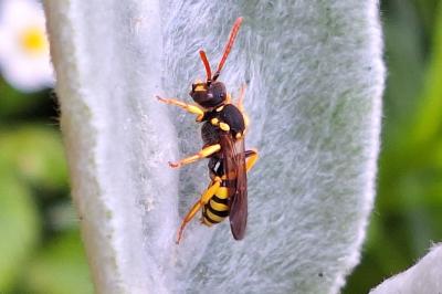 Nomada succincta