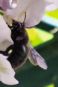 Xylocope violette