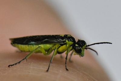 <i>Cytisogaster genistae</i>