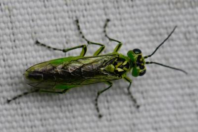 <i>Rhogogaster chlorosoma</i>