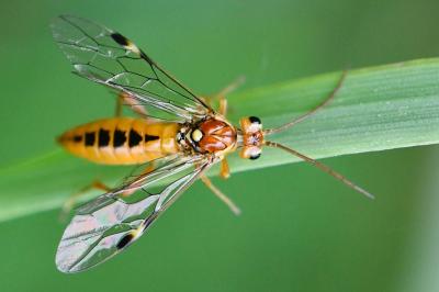 <i>Tenthredopsis sordida</i>