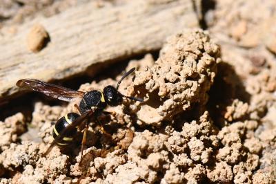 Odynerus à pattes épineuses
