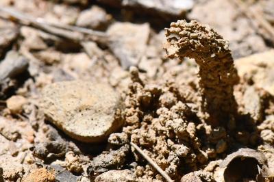 Odynerus à pattes épineuses