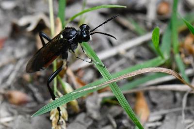 <i>Macrophya militaris</i>