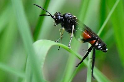 <i>Macrophya militaris</i>