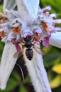 Mégachile du rosier