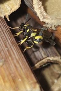 Leucospis à tarière dorsale