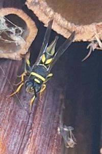 Leucospis à tarière dorsale