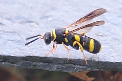 Leucospis à tarière dorsale