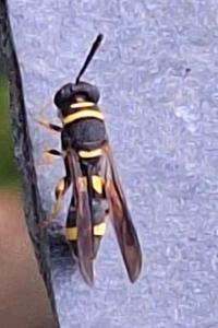 Leucospis à tarière dorsale