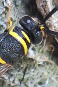 Leucospis à tarière dorsale