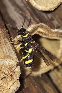 Leucospis à tarière dorsale