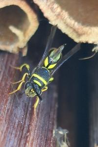 Leucospis à tarière dorsale