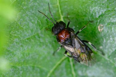 Mouche-à-scie noire à corselet rouge