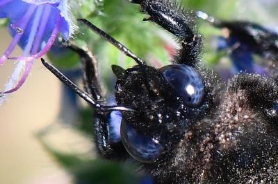 Xylocope panarde