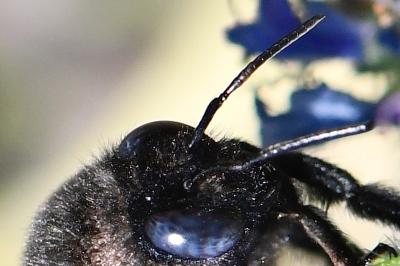 Xylocope panarde