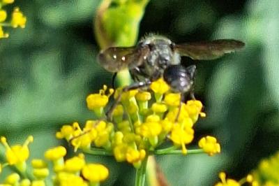 Isodonte mexicaine