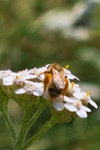Halicte semi-doré