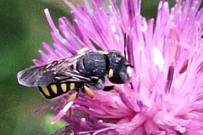Anthidie naine