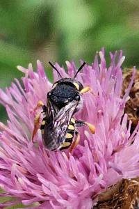 Anthidie naine