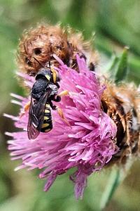 Anthidie naine