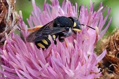 Anthidie naine