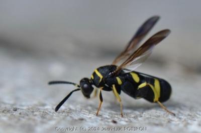 Leucospis à tarière dorsale