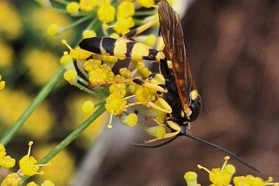 Ichneumon jaune