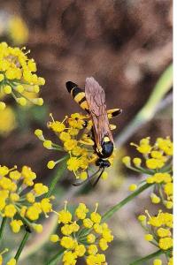 Ichneumon jaune
