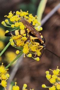Ichneumon jaune
