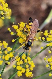 Ichneumon jaune
